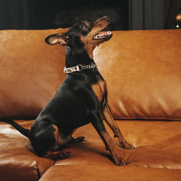 Beige collar with chain on Zwergpinscher